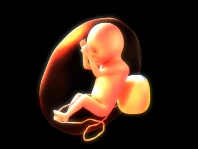 Fetus